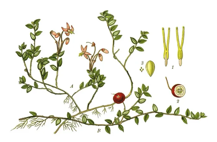 Framed Print : cranberry. Antique illustration of a Medicinal and Herbal Plants. Framed Print : cranberry. Antique illustration of a Medicinal and Herbal Plants.