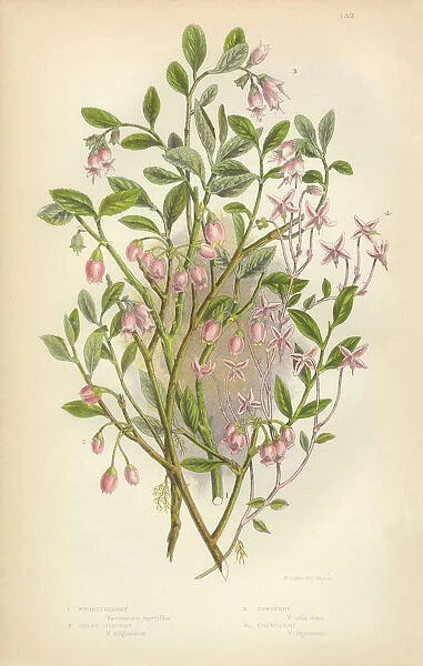 Cranberry, Whortleberry, Bilberry, Cowberry, Lingonberry, Victorian Botanical Illustration