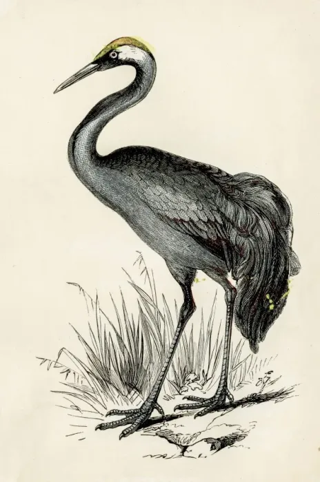 Framed Print : Crane bird engraving 1851 Framed Print : Crane bird engraving 1851