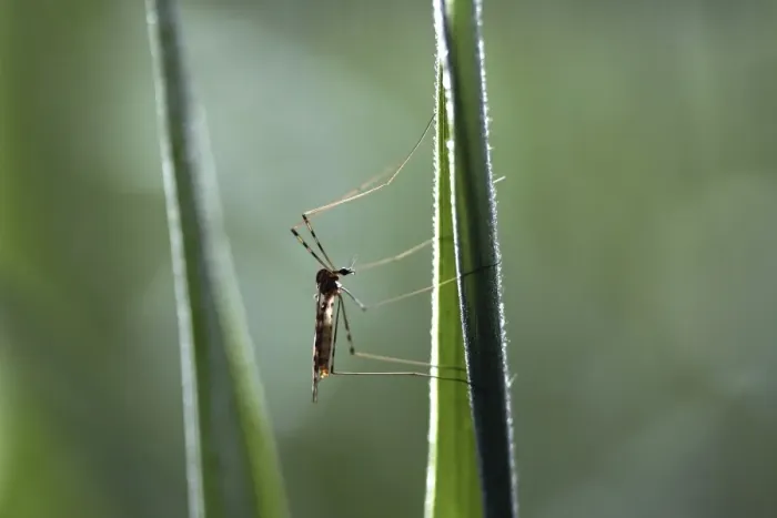Framed Print : Crane fly -Tipulidae-, perched on bulrush, Ummendorfer Ried Nature Reserve, Ummendorf, Upper Swabia, Baden-Wurttemberg, Germany Framed Print : Crane fly -Tipulidae-, perched on bulrush, Ummendorfer Ried Nature Reserve, Ummendorf, Upper Swabia, Baden-Wurttemberg, Germany