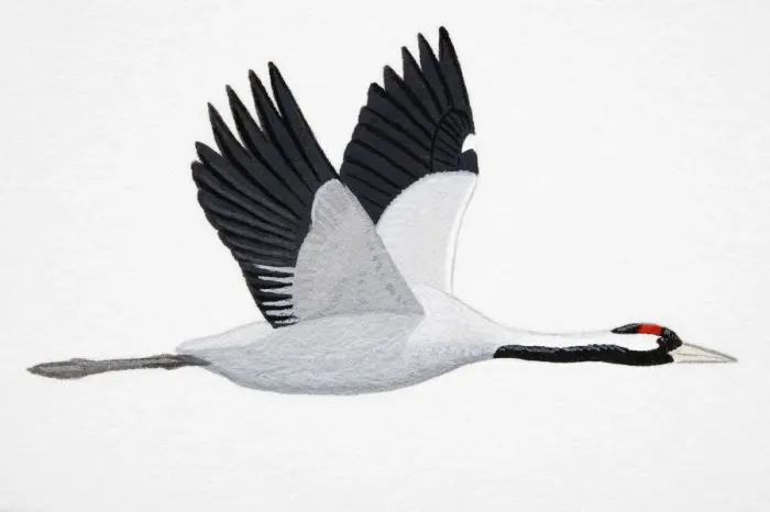 Framed Print : Crane (Grus grus), adult Framed Print : Crane (Grus grus), adult