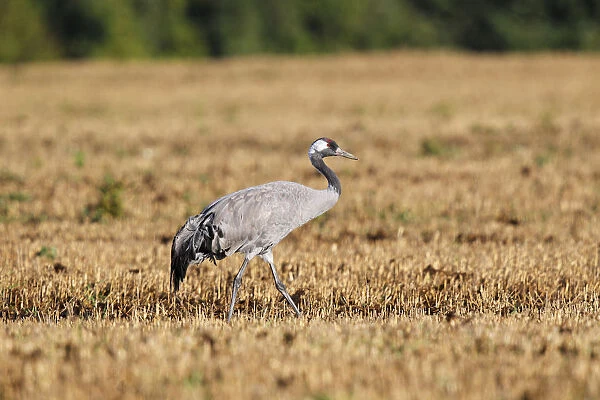 Crane on harvested cornfield, gray crane -Grus grus-, bird migration, fall migration, Rugen-Bock region, Mecklenburg-Western Pomerania, Germany