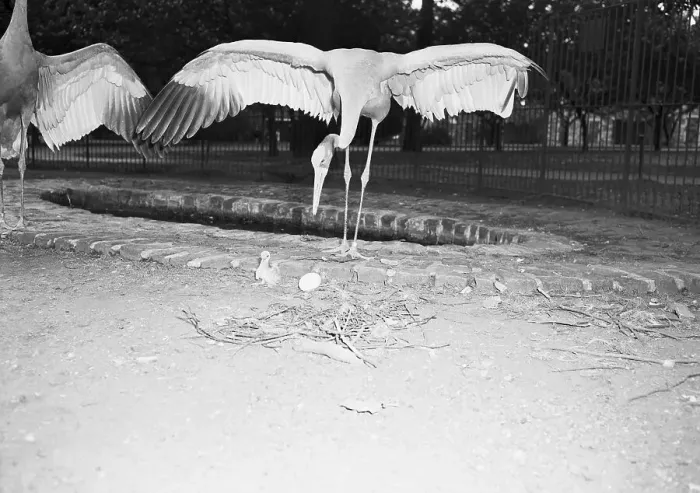 Framed Print : Crane Stretching Wings Above Baby Crane Framed Print : Crane Stretching Wings Above Baby Crane