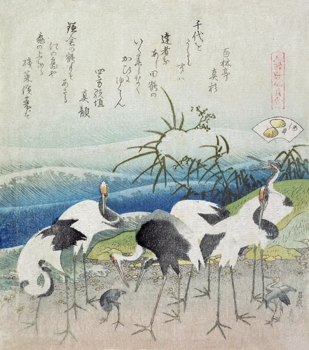 Framed Print : Cranes dig for clams Framed Print : Cranes dig for clams
