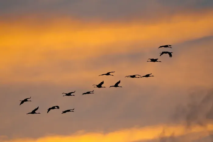 Framed Print : Cranes -Grus grus-, flock in flight in the evening light, Mecklenburg-Western Pomerania, Germany Framed Print : Cranes -Grus grus-, flock in flight in the evening light, Mecklenburg-Western Pomerania, Germany