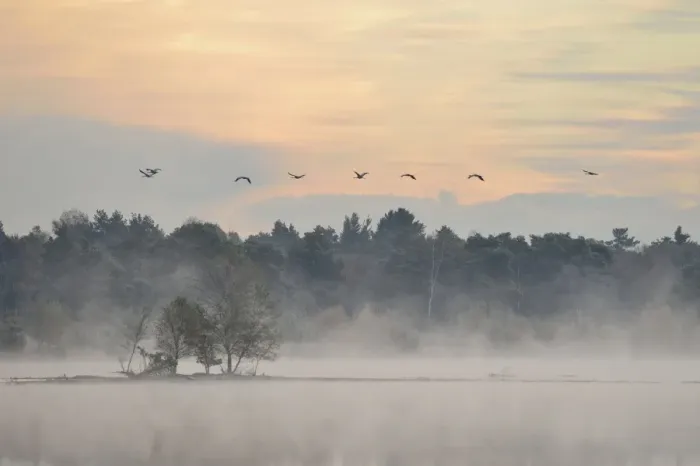 Framed Print : Cranes -Grus grus- flying over wetlands in the morning, Tiste Bauernmoor, Burgsittensen, Lower Saxony, Germany