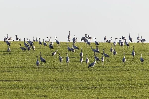 Cranes -Grus grus- on a meadow, Ruegen Island, Mecklenburg-Western Pomerania, Germany, Europe