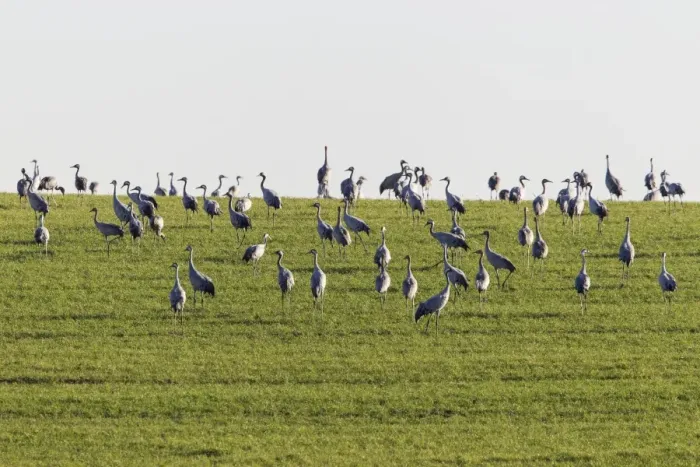 Framed Print : Cranes -Grus grus- on a meadow, Ruegen Island, Mecklenburg-Western Pomerania, Germany, Europe Framed Print : Cranes -Grus grus- on a meadow, Ruegen Island, Mecklenburg-Western Pomerania, Germany, Europe