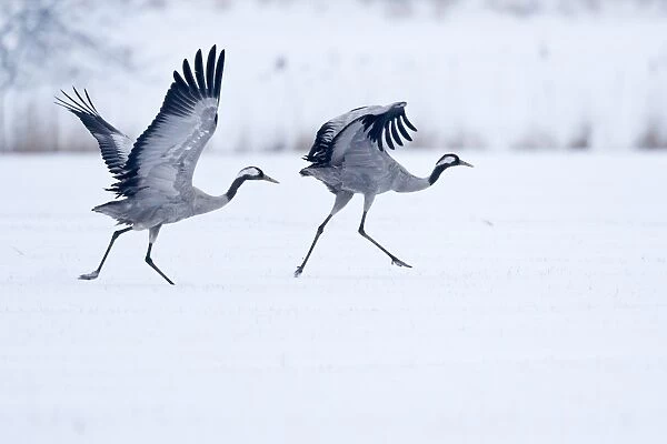 Two cranes -Grus grus- on a snow-covered field before taking off, North Hesse, Hesse, Germany