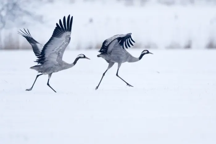 Framed Print : Two cranes -Grus grus- on a snow-covered field before taking off, North Hesse, Hesse, Germany Framed Print : Two cranes -Grus grus- on a snow-covered field before taking off, North Hesse, Hesse, Germany