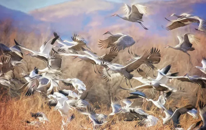 Framed Print : Cranes and Snow Geese Flocks in Flightat Bosque Del Apache, New Mexico Framed Print : Cranes and Snow Geese Flocks in Flightat Bosque Del Apache, New Mexico