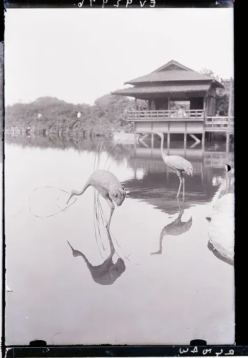 Framed Print : Cranes in Water at Botanical Gardens
