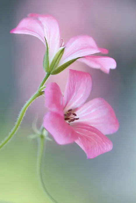 Framed Print : Cranesbill Framed Print : Cranesbill