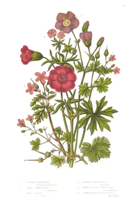 Framed Print : Cranesbill and Geranium Victorian Botanical Illustration Framed Print : Cranesbill and Geranium Victorian Botanical Illustration