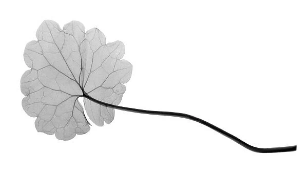 Cranesbill leaf, (Geranium sp. ), X-ray