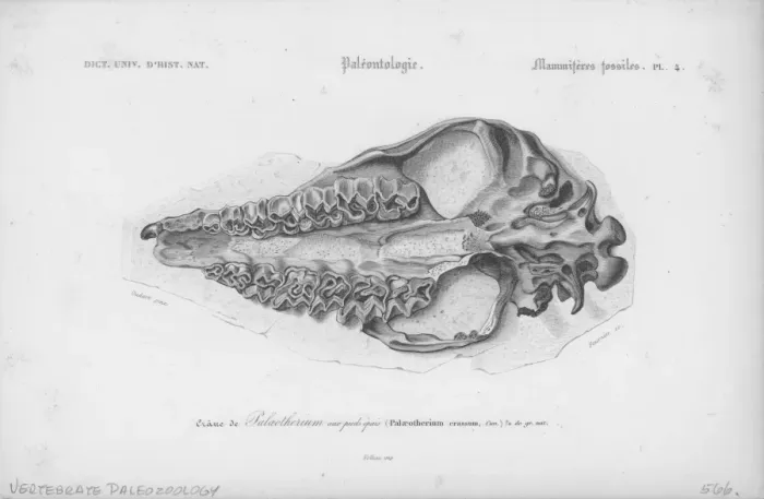 Framed Print : Cranium Of Palaeotherium Framed Print : Cranium Of Palaeotherium