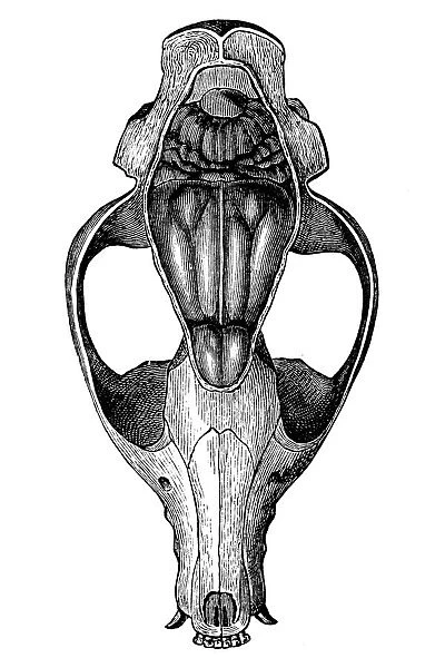 The cranium of Proviverra