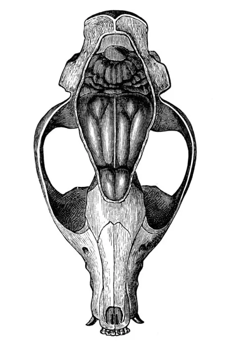 Framed Print : The cranium of Proviverra Framed Print : The cranium of Proviverra