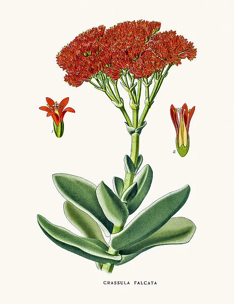 Crassula flower