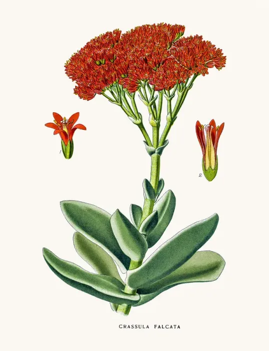 Framed Print : Crassula flower Framed Print : Crassula flower