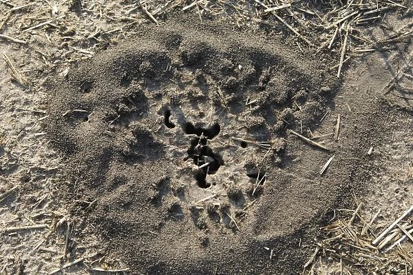 Crater-shaped ants nest, Okavango Delta, Botswana, Africa