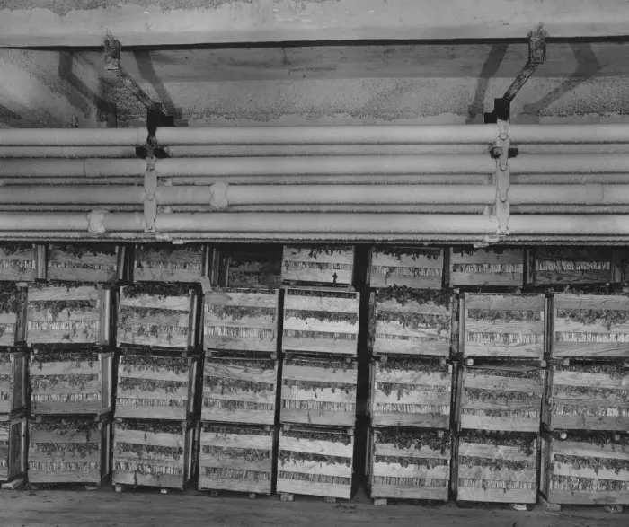 Framed Print : Crates Of Vegetables Framed Print : Crates Of Vegetables
