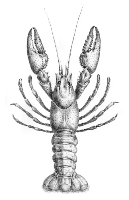 Framed Print : Crawfish engraving 1870 Framed Print : Crawfish engraving 1870
