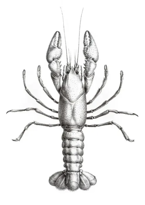 Framed Print : Crawfish engraving 1870 Framed Print : Crawfish engraving 1870