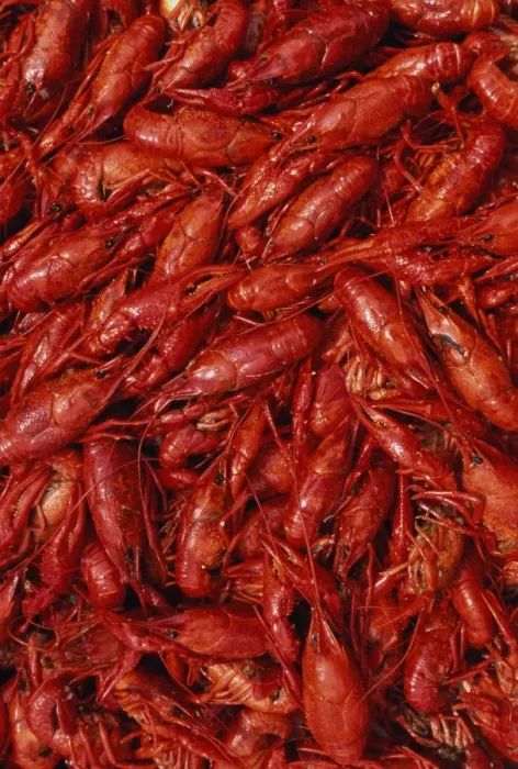 Framed Print : Crawfish (or crayfish), full frame Framed Print : Crawfish (or crayfish), full frame