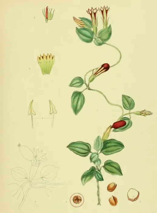 Framed Print : Crawfurdia japonica, native to Southeast Asia, Sri Lanka, digitally restored historical colour print from 1893 Framed Print : Crawfurdia japonica, native to Southeast Asia, Sri Lanka, digitally restored historical colour print from 1893