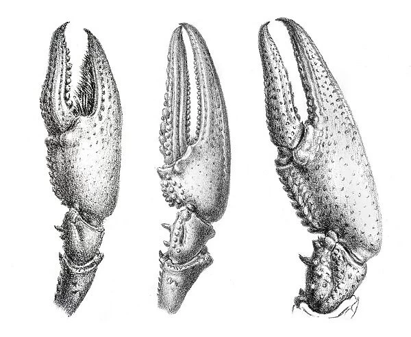 Crayfish claws engraving 1870