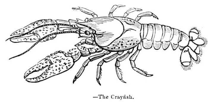 Framed Print : Crayfish engraving 1893 Framed Print : Crayfish engraving 1893