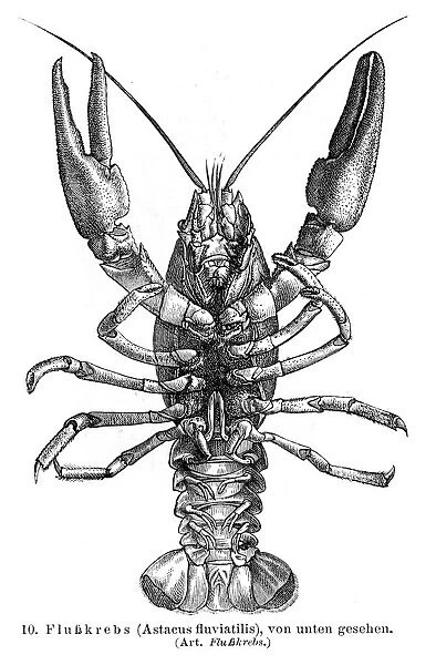 Crayfish engraving 1895