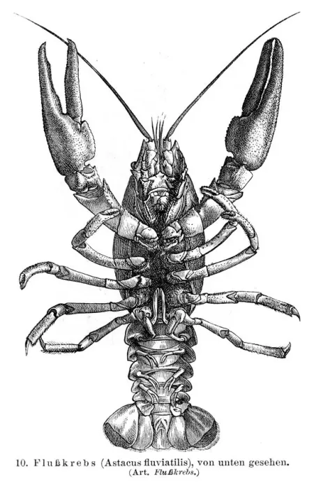 Framed Print : Crayfish engraving 1895 Framed Print : Crayfish engraving 1895