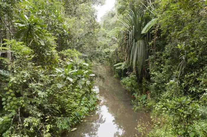 Framed Print : Creek flowing through dense jungle, primary forest, Andasibe-Mantadia National Park, Alaotra Mangoro region, Madagascar