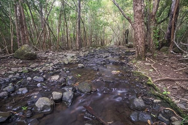 Creek in the forest, Black River Gorges National Park, Chamarel, Mauritius