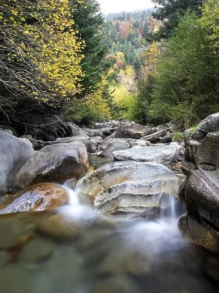 Creek of high mountain in a forest in autumn