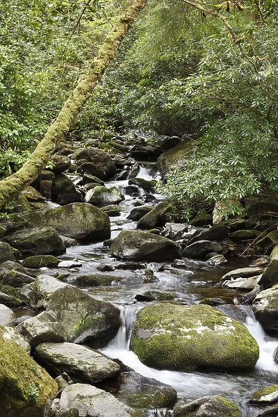 Creek near Torc Waterfall, Killarney National Park, County Kerry, Ireland, British Isles, Europe
