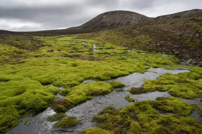 Framed Print : Creek surrounded by moss, rhyolite mountains, Landmannalaugar, Fjallabak Nature Reserve, Highlands of Iceland, Iceland, Europe Framed Print : Creek surrounded by moss, rhyolite mountains, Landmannalaugar, Fjallabak Nature Reserve, Highlands of Iceland, Iceland, Europe