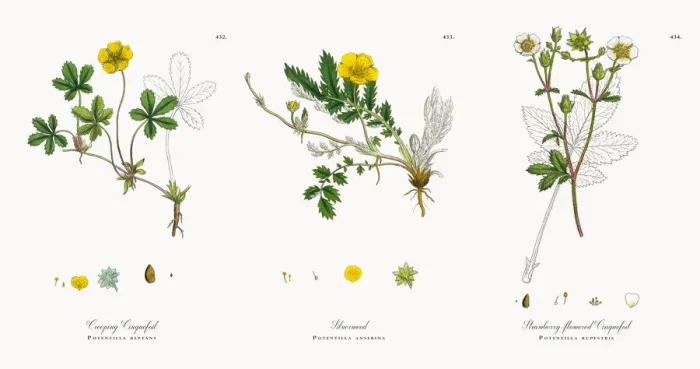 Framed Print : Creeping Cinquefoil, Potentilla reptans, Victorian Botanical Illustration, 1863 Framed Print : Creeping Cinquefoil, Potentilla reptans, Victorian Botanical Illustration, 1863