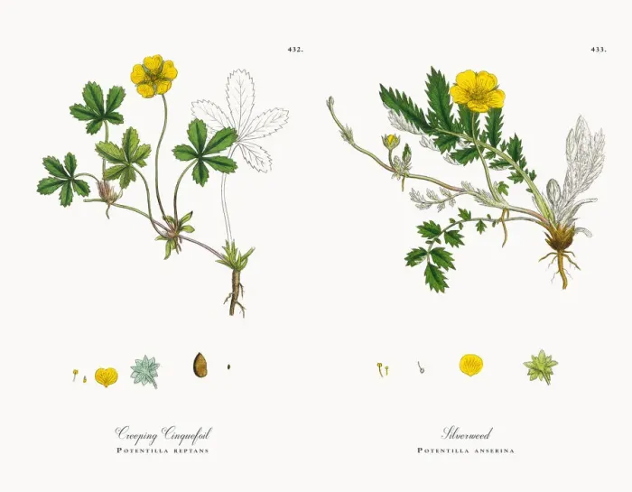 Framed Print : Creeping Cinquefoil, Potentilla reptans, Victorian Botanical Illustration, 1863 Framed Print : Creeping Cinquefoil, Potentilla reptans, Victorian Botanical Illustration, 1863