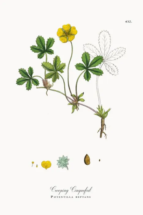 Framed Print : Creeping Cinquefoil, Potentilla reptans, Victorian Botanical Illustration, 1863 Framed Print : Creeping Cinquefoil, Potentilla reptans, Victorian Botanical Illustration, 1863