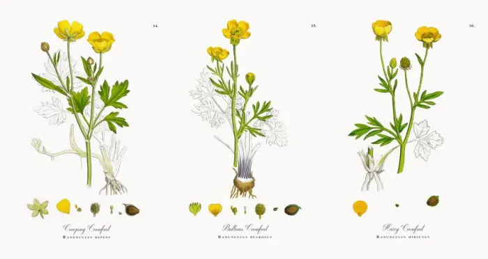 Framed Print : Creeping Crowfoot, Ranunculus repens, Victorian Botanical Illustration, 1863 Framed Print : Creeping Crowfoot, Ranunculus repens, Victorian Botanical Illustration, 1863