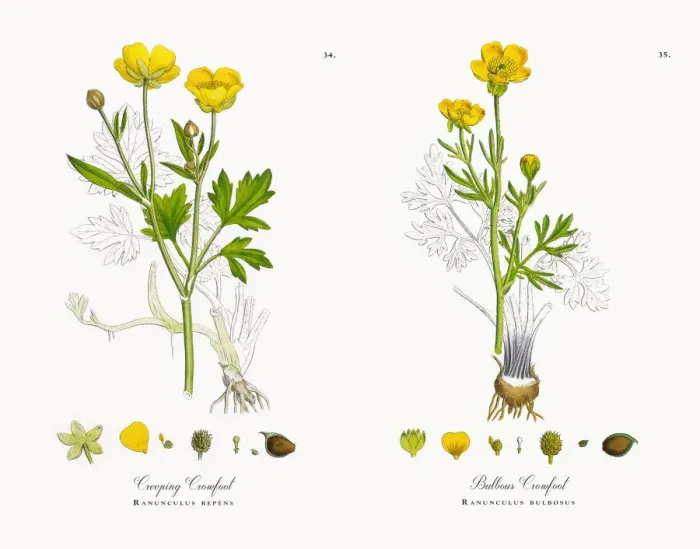 Framed Print : Creeping Crowfoot, Ranunculus repens, Victorian Botanical Illustration, 1863