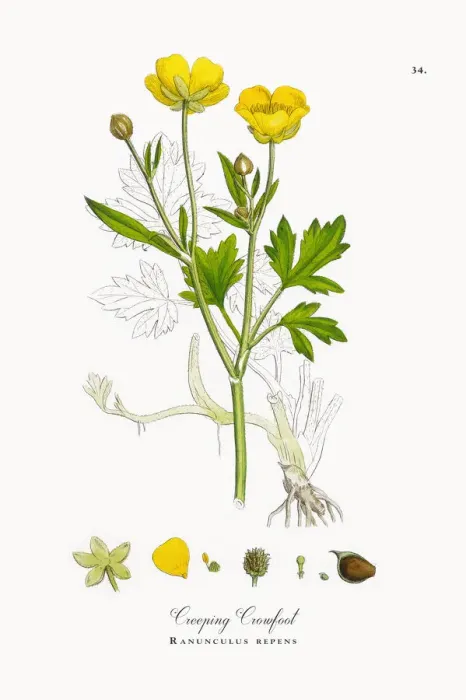 Framed Print : Creeping Crowfoot, Ranunculus repens, Victorian Botanical Illustration, 1863 Framed Print : Creeping Crowfoot, Ranunculus repens, Victorian Botanical Illustration, 1863