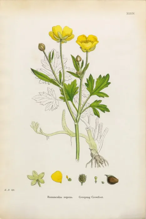 Framed Print : Creeping Crowfoot, Ranunculus repens, Victorian Botanical Illustration, 1863 Framed Print : Creeping Crowfoot, Ranunculus repens, Victorian Botanical Illustration, 1863