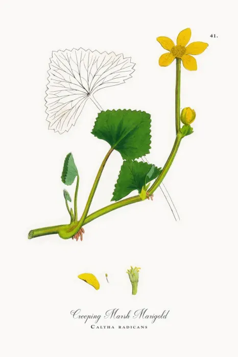 Framed Print : Creeping Marsh Marigold, Caltha radicans, Victorian Botanical Illustration, 1863