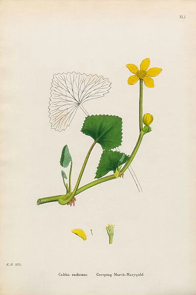 Creeping Marsh Marigold, Caltha radicans, Victorian Botanical Illustration, 1863