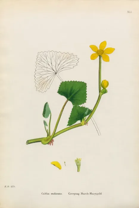 Framed Print : Creeping Marsh Marigold, Caltha radicans, Victorian Botanical Illustration, 1863 Framed Print : Creeping Marsh Marigold, Caltha radicans, Victorian Botanical Illustration, 1863