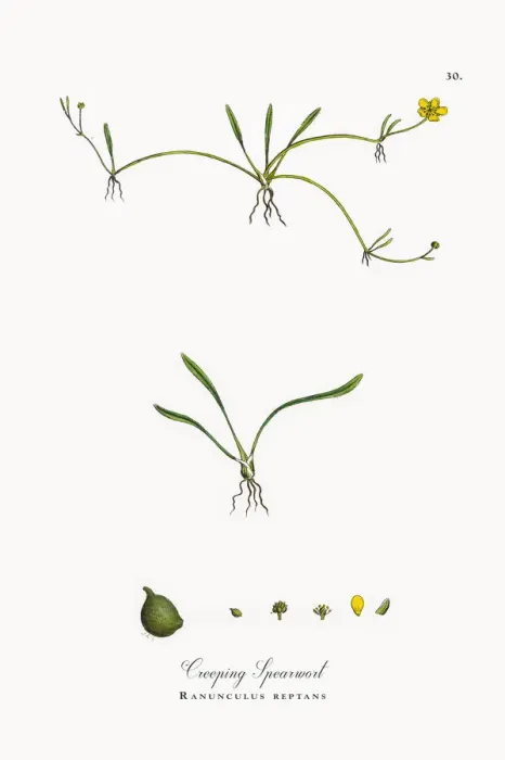 Framed Print : Creeping Spearwort, Ranunculus reptans, Victorian Botanical Illustration, 1863 Framed Print : Creeping Spearwort, Ranunculus reptans, Victorian Botanical Illustration, 1863